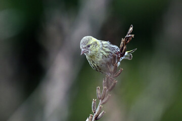 枯草に留まっているアオジ