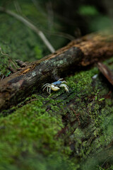 苔むした倒木にいたサワガニ