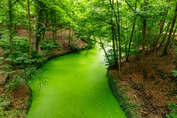 A green river flowing through a beech forest