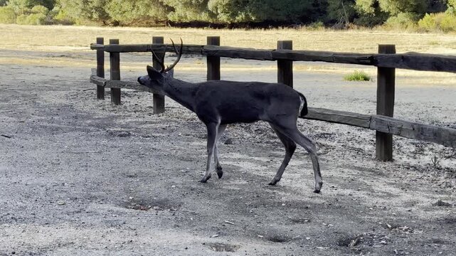 Male deer goes through a wood fence to pursue another deer