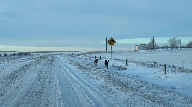 Dogs Enjoying Outdoor Exercise in a Frozen Countryside Setting