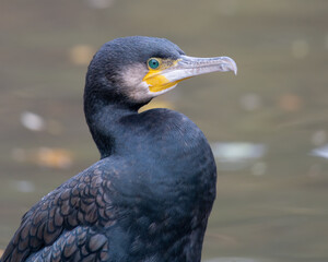 Portrait of a Cormorant with HIgh Quality to see his Emerald Eyes. High quality photo