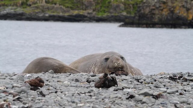 Elephant Seal on the beach resting 