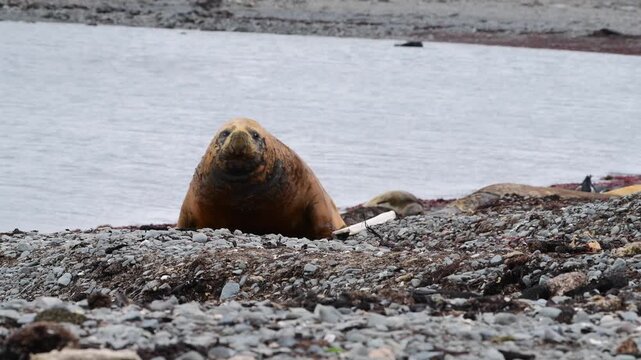 Elephant Seal on the beach resting 