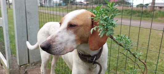 Dog with a rue in its mouth on the background of a fence