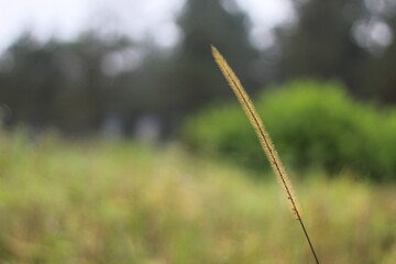 Macro detail of a golden foxtail grass seed head. The background is a soft focus of lush green ferns and foliage.