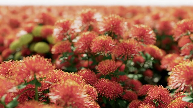Close-up of blooming Red flowers with a blurred garden background. 3D Animation. 4K.
