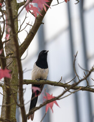 Dark Magpie in a Moody Autumn Setting. High quality photo