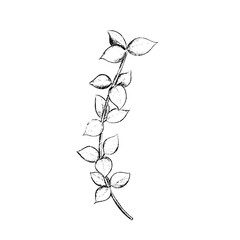 Fototapeta premium winter foliage - Eucalyptus pod