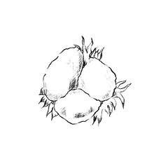 winter foliage - Cotton flower