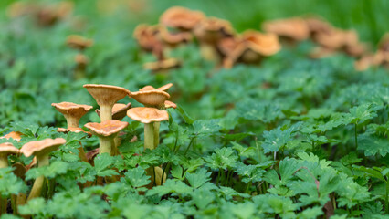 Mushrooms in a green Environment with empty Space. High quality photo