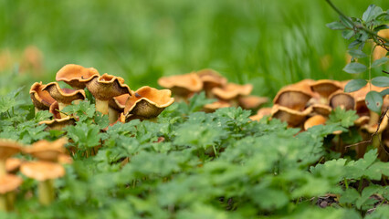 Mushrooms in a green Environment with empty Space. High quality photo