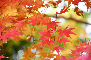 美しい京都の紅葉
