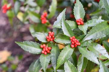 センリョウ　Herba sarcandrae © maaagram