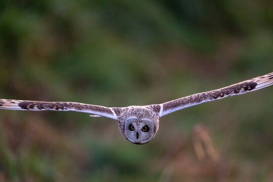 A short eared owl hunting voles in a field as it starts to snow