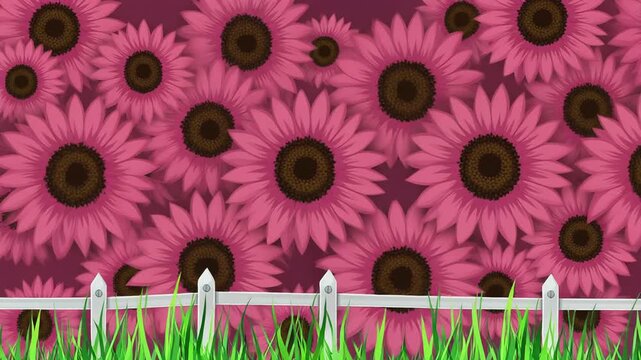 Vibrant Pink Sunflowers and White Picket Fence Background