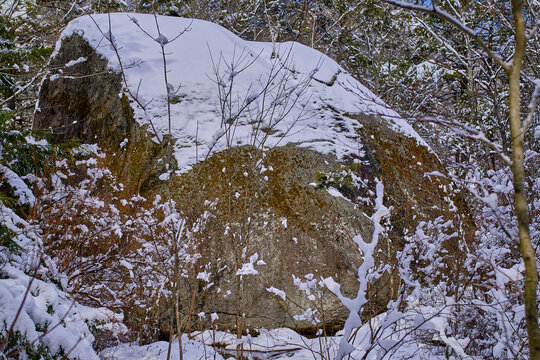 A scow covered boulder in the woods
