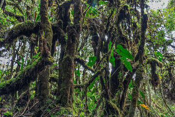 Lush Rainforest with morning fog in Colombian Andes