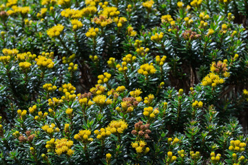 A field of vibrant yellow flowers in full bloom