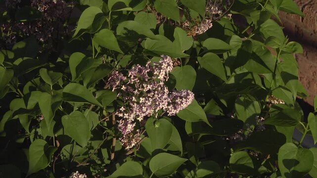 A green stink bug on the leaves of a flowering lilac shrub during sunset in the spring.