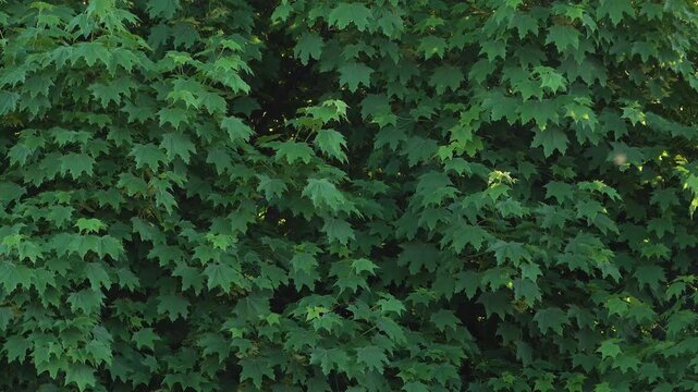 A full frame of green maple leaves on a maple tree making a great background for summer themes.