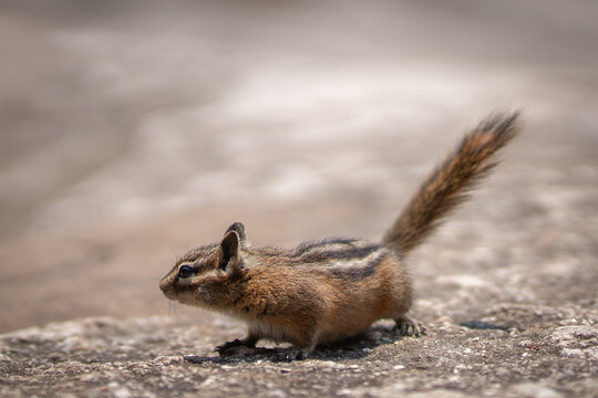 Squirrel on a Rock