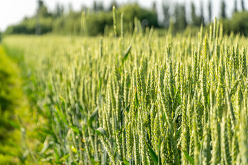 A beautiful expanse of green wheat crops thrives in the sunny rural landscape, showing natural growth.