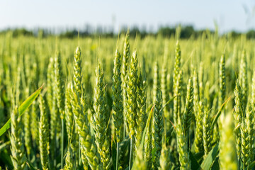 Healthy green wheat plants stand tall in a vast agricultural field, bathed in warm sunlight, showing the promise of a rich harvest.