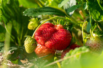Red and green strawberries are growing on a thriving plant, ripening under the gentle warmth of bright natural sunlight.
