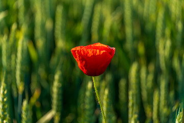 Obraz premium A vibrant red poppy flower beautifully blooms in a lush green field under the warm sunlight, standing out as a single symbol of nature's beauty.