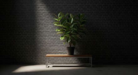 Ficus plant sits on a bench against a dark brick wall, dramatically lit by a single light source.