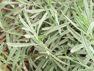 Obraz premium Closeup of lavender leaves. Lavender leaves in the field.