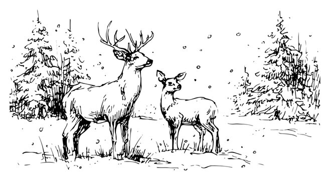 Hand drawn stag and doe deer standing in snowy winter forest vector sketch of wild animals in nature
