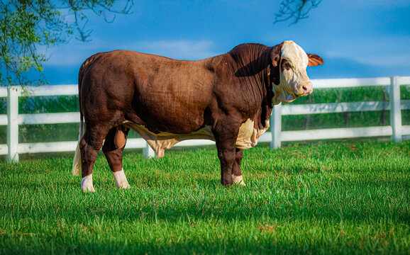 Braford Bull on Grassland Representing Beef Cattle Industry