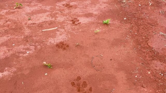 Following in the footsteps of the tapir, Tapirus terrestris, in the reddish, soft earth.