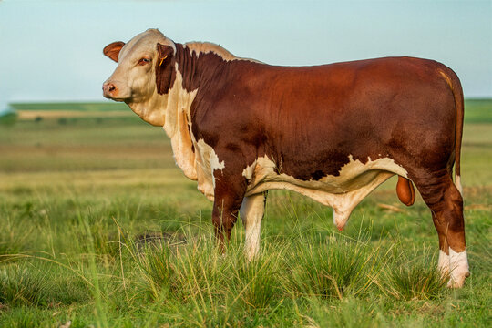 Braford Bull on Grassland Representing Beef Cattle Industry