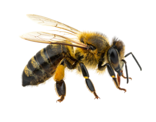 A bee with transparent wings and segmented body, poised on a black backdrop in a close-up perspective