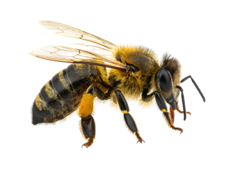A bee with transparent wings and segmented body, poised on a black backdrop in a close-up perspective