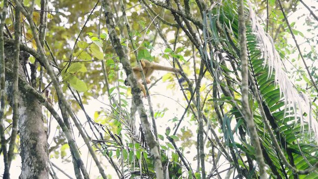 Agile squirrel monkey climbing and jumping between branches in the lush jungle canopy. Wild primate moving in its natural habitat in costa rica