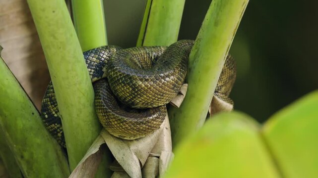 Close-up of a large green anaconda coiled around tree branches in the sierpe mangrove forest in costa rica. The snake rests motionless