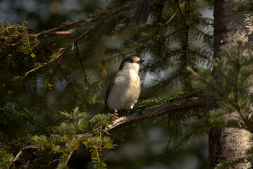 Canada Jay