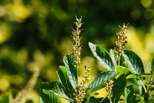 A close up shot of a Coastal Sweet Pepperbush.