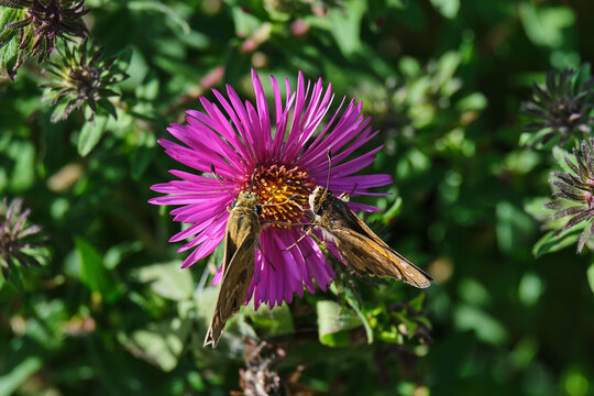 Two grass skipper butterflies on a purple flower