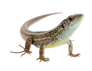 Naklejka premium A brown lizard stands on a black background. Its tail arches slightly upward, and it has detailed skin patterns