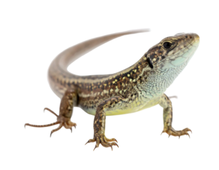 A brown lizard stands on a black background. Its tail arches slightly upward, and it has detailed skin patterns