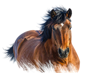 A brown horse with a black mane and a white blaze runs against a black background