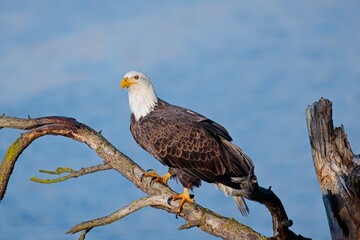  Bald eagle perched on a barren branch.