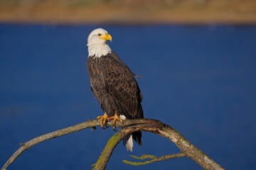  Alert bald eagle on a tree branch.