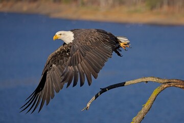  Eagle flies off from branch.