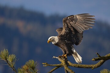  Eagle with fish just landed on branch.